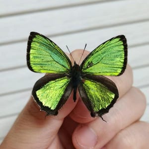 Metallic Golden Morpho Butterfly Specimen: A1 Chrysozephyrus, Unmounted