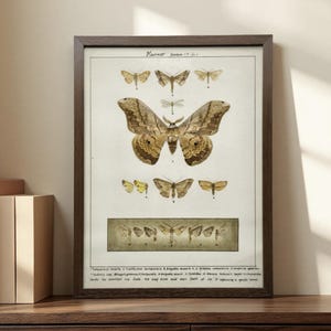 15 Pressed Moth Specimen Art Collection,A4 Vintage Frame,Gift for Entomology Lovers,Unique Museum-Quality Display