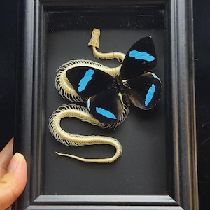 May include: A black rectangular frame containing a preserved snake skeleton and a butterfly with black wings featuring bright blue markings. The skeleton is off-white and coiled, while the butterfly is positioned centrally over the bone structure.