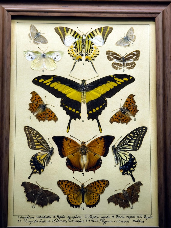 ヴィンテージマレーシアマレーオオナナフシ　標本　昆虫 ヴィンテージマレーシアマレーオオナナフシ 標本 昆虫 - メルカリ