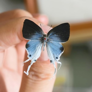 Unmounted Real Fluffy Tit(Zeltus amasa) Butterfly,Aisan Lycaenidae,Real Spread-wing Butterfly Specimen, For Collectors & Nature Artists