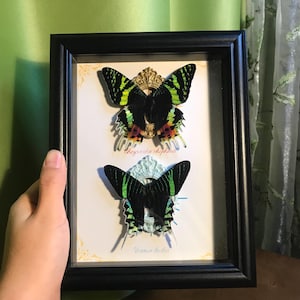 Real Specimen Pair of the Sun and Moon Moth, 8-in Frame, Madagascan sunset moth, Chrysiridia rhipheus, Urania leilus, Real Moth in Frame