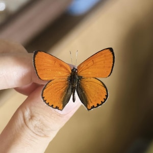 Unmounted Tiny Butterfly,A1 Conditon Lycaena dispar,Aisan Lycaenidae, Real Spread-wing Butterfly Specimen, For Collectors & Nature Artists