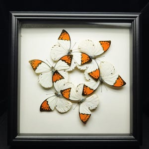 Pu&ograve; includere: Un'esposizione incorniciata con diverse farfalle con ali bianche e segni arancioni e neri. Le farfalle sono disposte in un motivo circolare su uno sfondo color crema, racchiuse in una cornice nera.