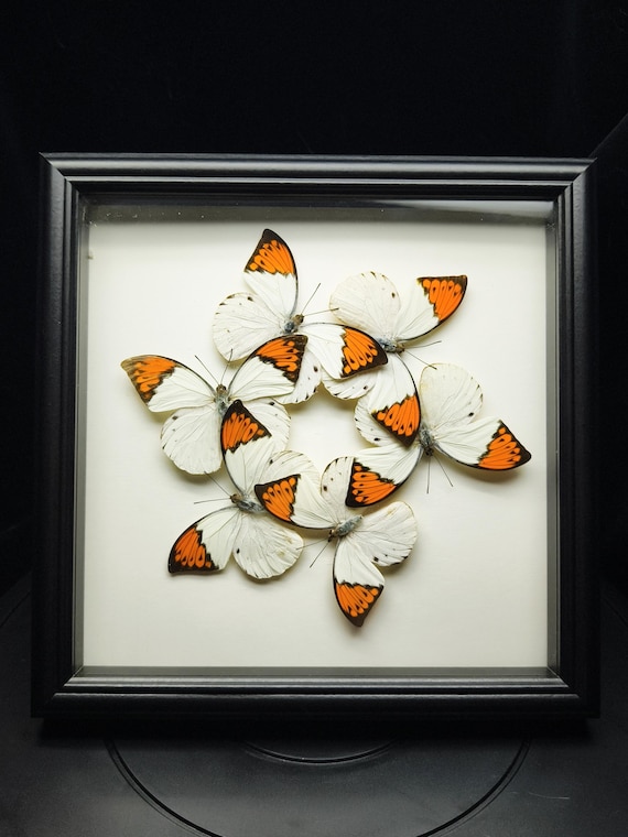 Framed Tailed Emperor Butterfly Artwork: Wheel of Fortune, Lucky Wall Art