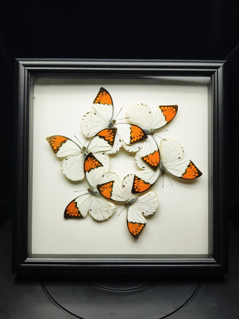 Pu&ograve; includere: Un'esposizione incorniciata con diverse farfalle con ali bianche e segni arancioni e neri. Le farfalle sono disposte in un motivo circolare su uno sfondo color crema, racchiuse in una cornice nera.