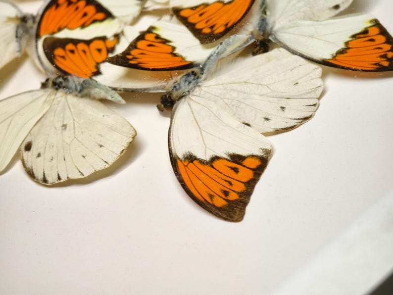Pu&ograve; includere: Primo piano di diverse farfalle con ali bianche e punte delle ali arancioni e nere. Le farfalle sono disposte su una superficie bianca, con alcune ali sovrapposte. L'immagine &egrave; ben illuminata, evidenziando i delicati dettagli dell'insetto.