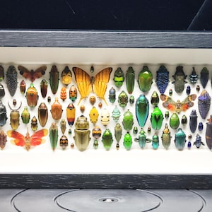 Puede incluir: Un marco que contiene una colección de varios insectos, incluyendo escarabajos y mariposas, en una variedad de colores. Los insectos están dispuestos en filas dentro de un marco blanco, creando una exhibición visualmente atractiva. El marco es negro.