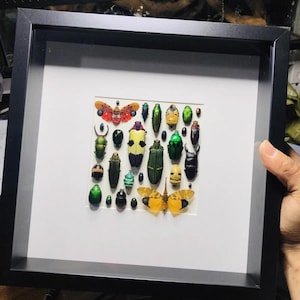 May include: A square black frame containing a collection of various preserved beetles and insects arranged on a white background. The specimens display diverse colours including metallic green, yellow, black, and orange, with two winged insects.