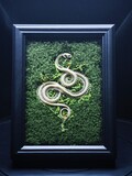 Real Snake Skeleton Shadowbox - Gothic Dark Art Decor product logo