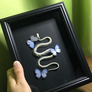 Jamides alecto Fjärils- och Vattenormskelettexemplar Konst, Gotisk Display, 8-tums Vintage Ram