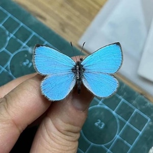 Tiny Blue Butterfly Specimen: Caerulea coelestis, Unmounted Winged Insect