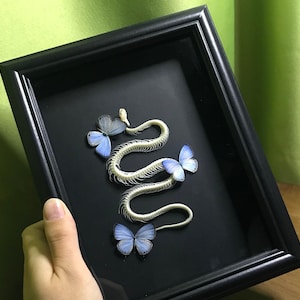 Real Water Snake Skeleton and Jamides alecto Butterfly Specimen Artwork, 8-inch Vintage Frame,Dark Gothic Gift,Butterfly Display,Lycaenidae
