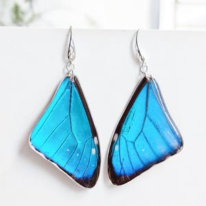 Morpho Wing Earrings, Real Butterfly Wing with 925 Sterling Silver