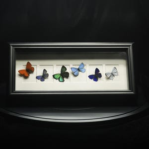 May include: A rectangular black shadow box frame containing six preserved butterflies arranged in a horizontal row. The butterflies display a variety of colours including orange, dark blue, green, light blue, deep purple, and pale grey against a white mat.