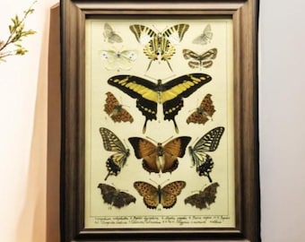 Könnte beinhalten: Ein gerahmtes Wandbild mit einer Sammlung von zwölf Schmetterlingen in verschiedenen Gelb-, Braun- und Schwarztönen, angeordnet auf einem cremefarbenen Hintergrund mit handschriftlichen wissenschaftlichen Beschriftungen und Nummern unter jedem Exemplar, dunkler Holzrahmen.