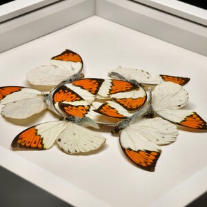 Pu&ograve; includere: Una composizione di farfalle con ali bianche e arancioni, disposte in una cornice quadrata bianca. Le ali delle farfalle presentano un motivo distintivo, con punte arancioni e una base bianca. La disposizione &egrave; centrata, creando un'esposizione visivamente accattivante.