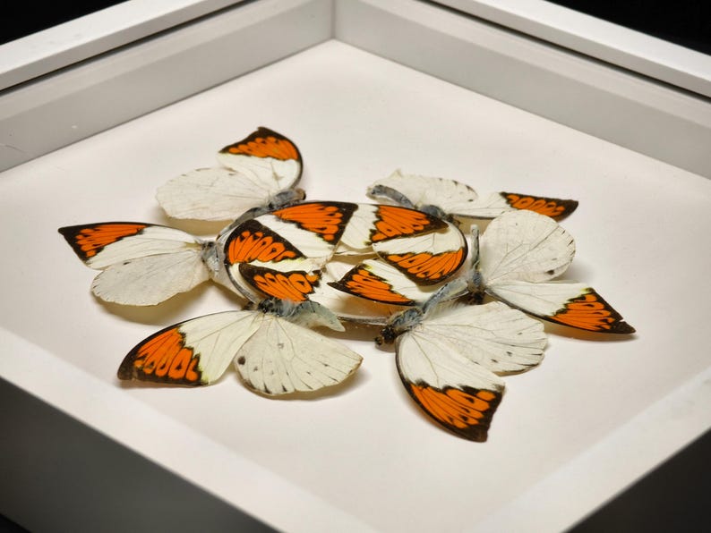 Pu&ograve; includere: Una composizione di farfalle con ali bianche e arancioni, disposte in una cornice quadrata bianca. Le ali delle farfalle presentano un motivo distintivo, con punte arancioni e una base bianca. La disposizione &egrave; centrata, creando un'esposizione visivamente accattivante.