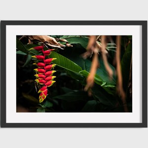 Hawaii Heliconia Flower Print | Tropical Photo Print, Fine Art Flower, Gecko Wall Art, Fine Art Print, Home Decor | Original Photo