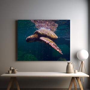 Sea Turtle Canvas Print | Underwater Galapagos Photography | Ocean Wall Art | Nature Decor
