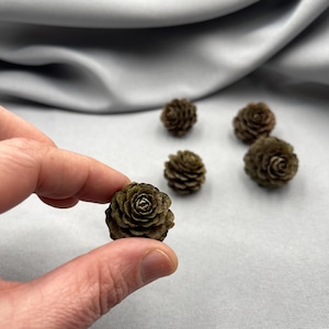 Può includere: Primo piano di diverse piccole pigne marroni. Una pigna è tenuta in mano. Le pigne hanno un motivo a spirale e sono di colore naturale. Lo sfondo è un morbido tessuto grigio.