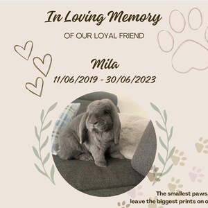 Certificado memorial para animais de estimação, download de modelo digital PFD, PNG, JPG, para impressão