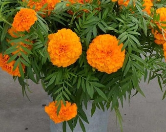 Coco gold marigold seeds