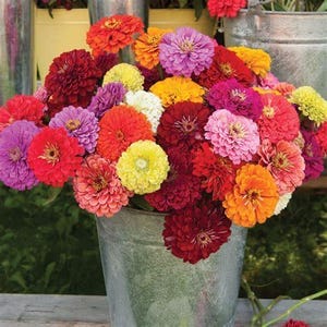 Benary’s giant Zinnia Mix seeds