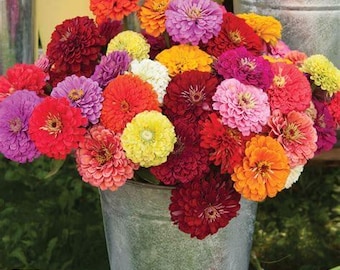 Benary’s giant Zinnia Mix seeds