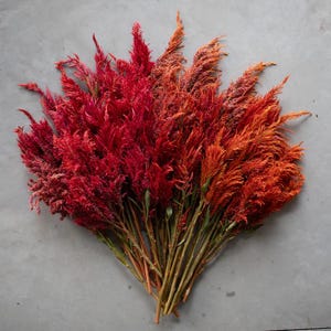 Glowing embers celosia (floret open pollinated) 30 seeds