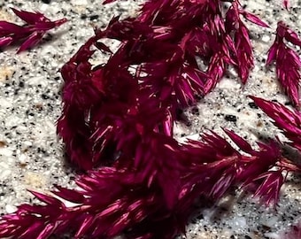 Celosia Tall Purple Floret (Grape) (OP) 25 seeds