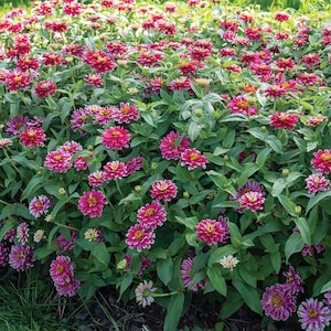 May include: A vibrant field of pink and magenta zinnia flowers in full bloom. The flowers have multiple layers of petals with yellow centers, surrounded by lush green foliage. The image captures a sunny outdoor scene.