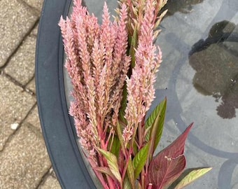Celosia Rose Gold (Floret Open Pollinated) 40 seeds