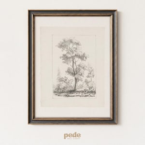 May include: Framed black and gold artwork featuring a detailed black and white etching of trees and foliage. The print is set against a cream-colored background and framed in a dark wood frame with gold accents. The artwork is a botanical illustration.