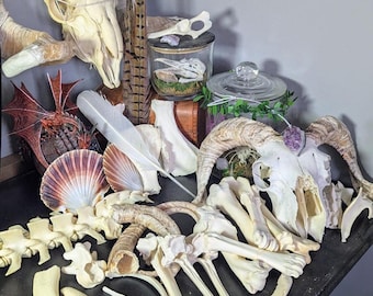 MYSTERY BOXES bone skull oddity jewellery taxidermy vulture culture curious treasure