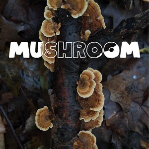 Mushroom Photography Art Print 18&quot; X 24&quot; - Turkey Tail Mushrooms and Coral Mushrooms from Allendale, MI - Nature Wall Decor