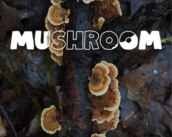 May include: A close-up of a cluster of brown and tan mushrooms growing on a tree branch. The mushrooms are clustered together in a tight group, and they have a smooth, velvety texture.