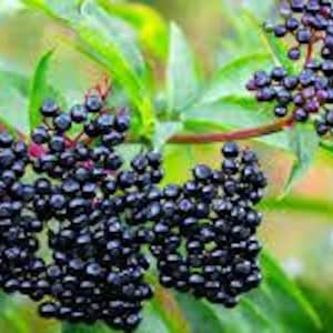 Heritage American Black Elderberry Bush (cuttings)