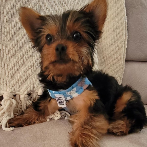 No-Choke Mesh Dog Harness for Teacup & Small Breeds | Sewcheerfullymade