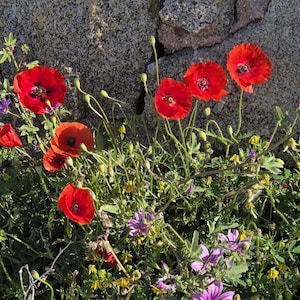 Coquelicots vibrants à Mykonos, Grèce impression de photographie de paysage - art mural floral île de la Méditerranée