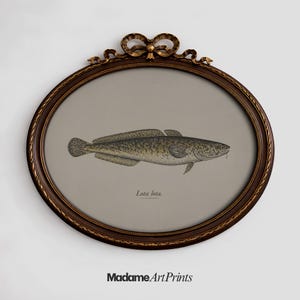 May include: An oval framed print featuring a detailed illustration of a burbot fish, Lota lota, in shades of brown and tan. The frame is dark brown with gold accents and a decorative bow at the top. The text "Madame Art Prints" is at the bottom.
