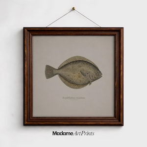May include: A framed print showing a detailed illustration of a flatfish, possibly a turbot, in brown and tan hues. The artwork is set against a neutral background and is enclosed in a dark brown wooden frame. The text "Scophthalmus maximus" is below the fish.