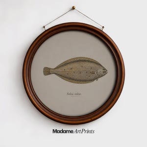 May include: A framed print of a fish, likely a sole, in a round, dark wood frame. The fish is depicted in a detailed, vintage style with brown and tan hues. The print is mounted on a light gray background. The text "Solea solea" is below the fish.