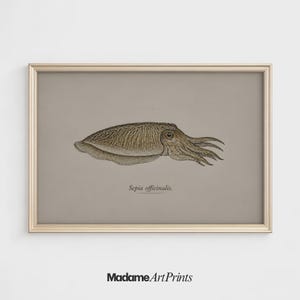 May include: Framed vintage print of a cuttlefish, Sepia officinalis, in shades of brown and tan. The artwork is set against a neutral background and framed in a gold-coloured frame. The print includes the text "Sepia officinalis."