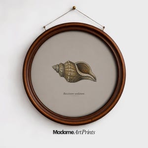 Könnte beinhalten: Ein gerahmter Druck mit einer detaillierten Illustration einer Muschel, präsentiert in einem runden, dunkelbraunen Holzrahmen. Das Kunstwerk, vor einem neutralen Hintergrund, enthält den wissenschaftlichen Namen "Buccinum undatum" und den Text "Madame Art Prints".
