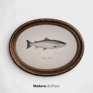Salmon Art Print, Antique Scientific Engraving, Autumn Spawning Season Wall Decor, Rustic Kitchen Decor, PRINTABLE Digital Download
