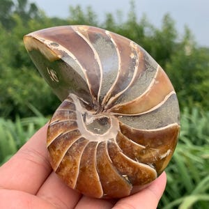 Natural Ammonite Fossil Conch,quartz crystal,Crystal Fossil,Fossil Specimen,Crystal Specimen,Crystal Gifts 1pc