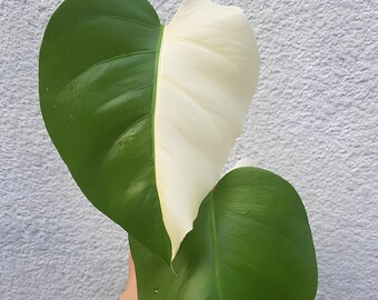 モンステラ アクミナータ アルボ 斑入りの珍しいユニークな植物 - Etsy