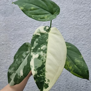 限定セール syngonium variegated chiapense その他観葉植物