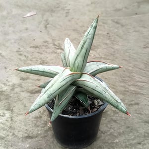 May include: A potted Sansevieria plant, or snake plant, with long, pointed, pale green leaves. The leaves feature dark green stripes and reddish-brown edges. The plant is in a black plastic pot, set against a grey concrete surface.
